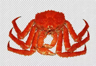 dolphin lobster crab and shrimp