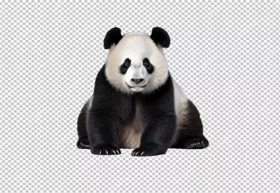 Majestic Giant Panda Sitting PNG: Perfect Wildlife Cutout for Digital Art & Education image