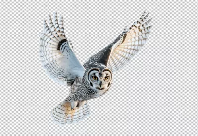 Majestic Barred Owl in Powerful Flight Spreading Wings Wildlife Nature Stock Image image