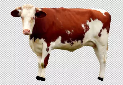 Cow transparent background