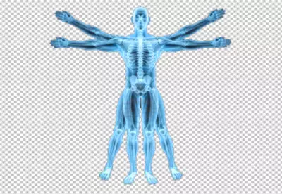 Vitruvian Man with Skeletal Overlay or Human Anatomy in Vitruvian Pose