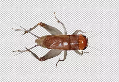 Cricket insect top view white background