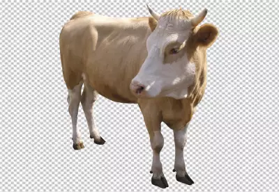 White color cow transparent background PNG