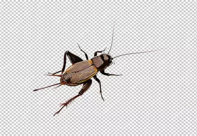 The Cricket insect is brown in color, with black stripes on its back and legs