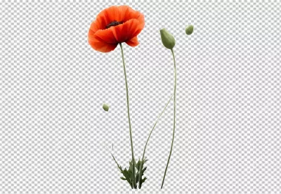 Vibrant Red Poppy Flower in Full Bloom with Green Buds Isolated on White image