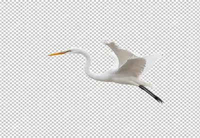 Graceful White Egret in Mid-Flight with Wings Extended on Transparent Background image