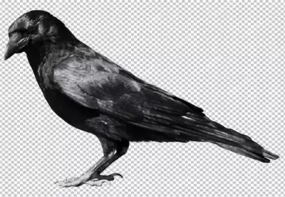 Detailed profile image of a black crow or raven standing on transparent background