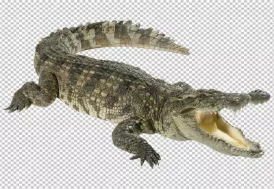 Aggressive Crocodile with transparent background