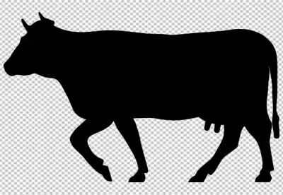 Black shadow caw transparent background 