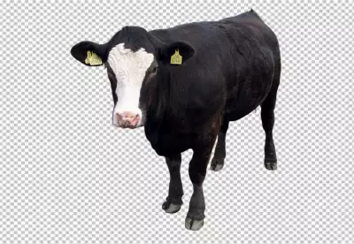 A cow with a black and white face and  transparent background 