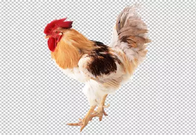 Close up on beautiful chicken PNG BG