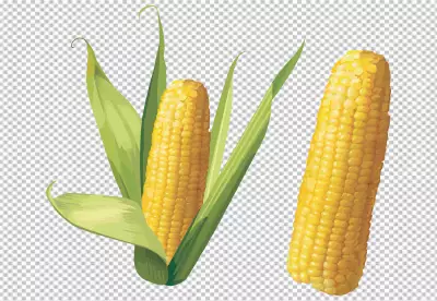 corn isolated on transparent background
