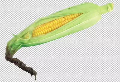 A corn on the cob on transparent background
