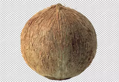 Close-up view of coconut concept PNG