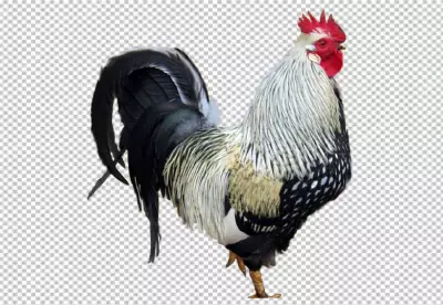 bantam rooster with red head yellow beak blue feather and visible transparent PNG