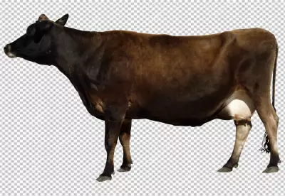 Portrait of a cute cow with horns standing PNG