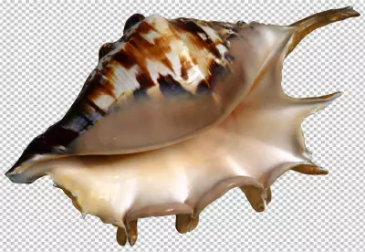 Summer concept with shells transparent backgroud