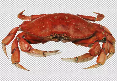 View of cooked crawfish PNG