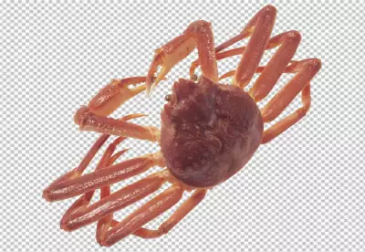 View of cooked crawfish