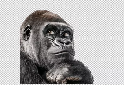 Pensive Gorilla Portrait: Thoughtful Primate Looking Upward, HD PNG Cutout for Design image