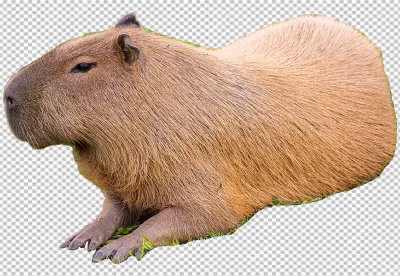 Peaceful Capybara Resting on Green Grass with Transparent Background image