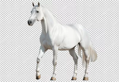 Majestic White Horse Walking Gracefully Stock PNG Image Download image