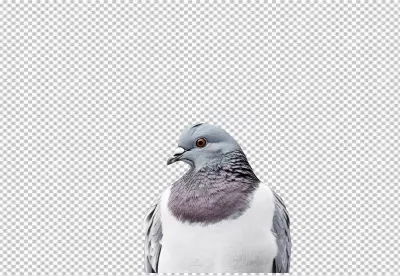 Close-up of a Grey Pigeon Head Looking Sideways for Design Projects image