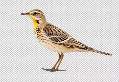 Vibrant Yellow Breasted Bird PNG Cutout for Wildlife Design and Nature Projects image