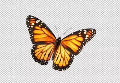 Vibrant Monarch Butterfly Isolated Insect Nature Beauty Orange Black Wings image