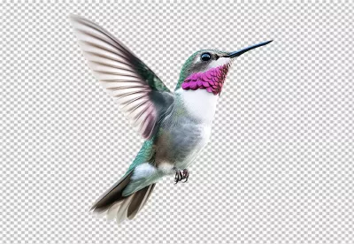 Vibrant Hummingbird in Graceful Flight: High-Quality PNG Cutout for Nature Designs image