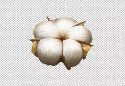 Closeup of cotton plant PNG BG