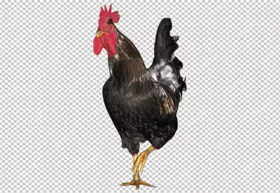 Rooster in photorealistic style with beak and feathers