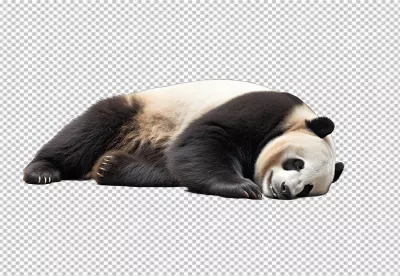 Peaceful Sleeping Panda Bear PNG Cutout for Wildlife Designs image