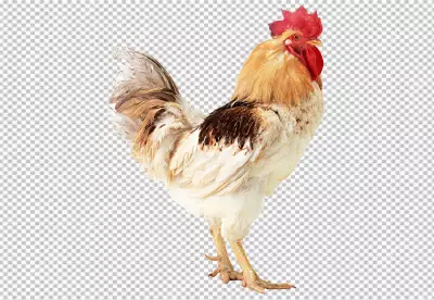 Rooster isolated on transparent 
