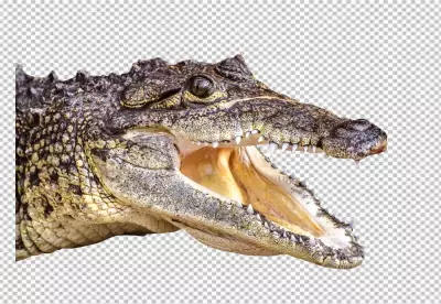 American crocodile tooth mouth isolated