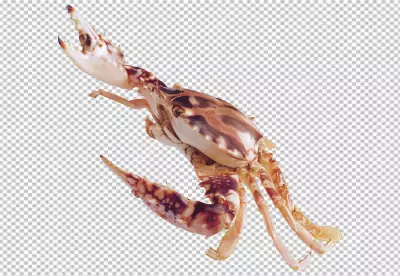 View of cooked crawfish transparent background 