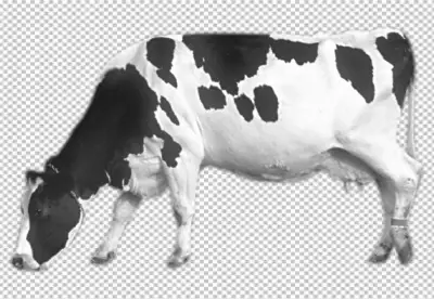 A cow with a tag on its ear is shown PNG