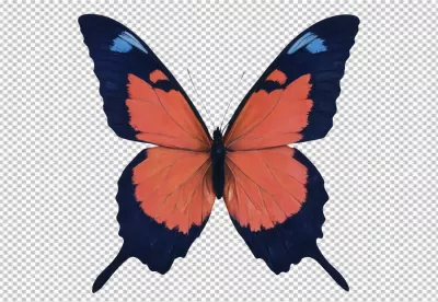 Vibrant Orange and Blue Butterfly with Elegant Wings Isolated image
