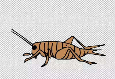 Cricket insect in line drawing