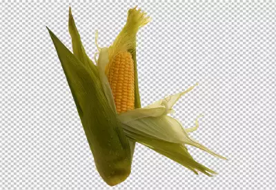 1 cob corn isolated on transparent background PNG