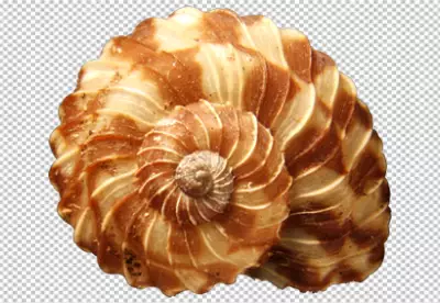 Summer concept with shells PNG