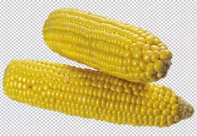 Fresh raw corn png isolated on transparent background PNG