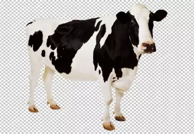 Cow cilp art on transparent background PNG