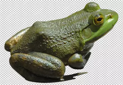 Frog is facing the viewer at a 45-degree angle and body is a bright green color also its belly is a lighter green color