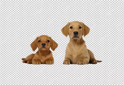 Pair of Adorable Golden Brown Puppies Lying Down, Looking Innocently at Camera image