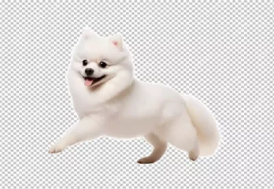 Joyful Fluffy White Pomeranian Dog Happily Running Mid-Air on White Background image