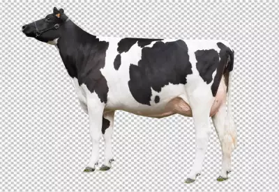Photorealistic view of stand cows transparent background 