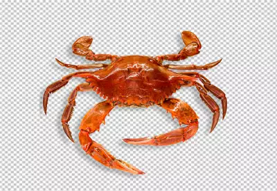 crab brown coloring on transparent background PNG