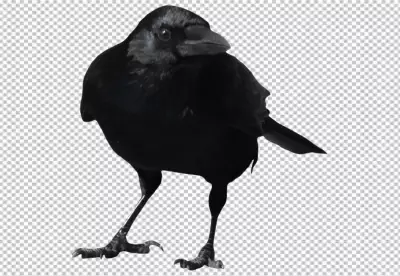 A pensive crow looking to the right 2