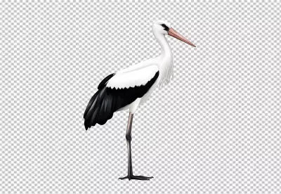 Graceful White Stork Bird Elegant Standing Pose PNG image
